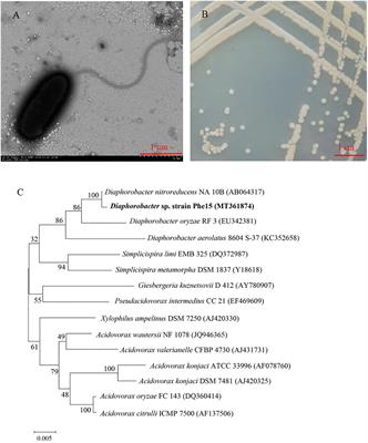 Reducing Phenanthrene Contamination in Trifolium repens L. With Root-Associated Phenanthrene-Degrading Bacterium Diaphorobacter sp. Phe15